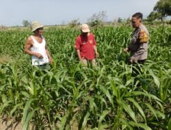 Optimalkan Ketahanan Pangan, Polsek Porong bersama Petani Pantau Perkembangan Tanaman Jagung