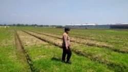 Polsek Prambon Tinjau Persiapan Lahan Jagung, Perkuat Program Swasembada Pangan di Sidoarjo