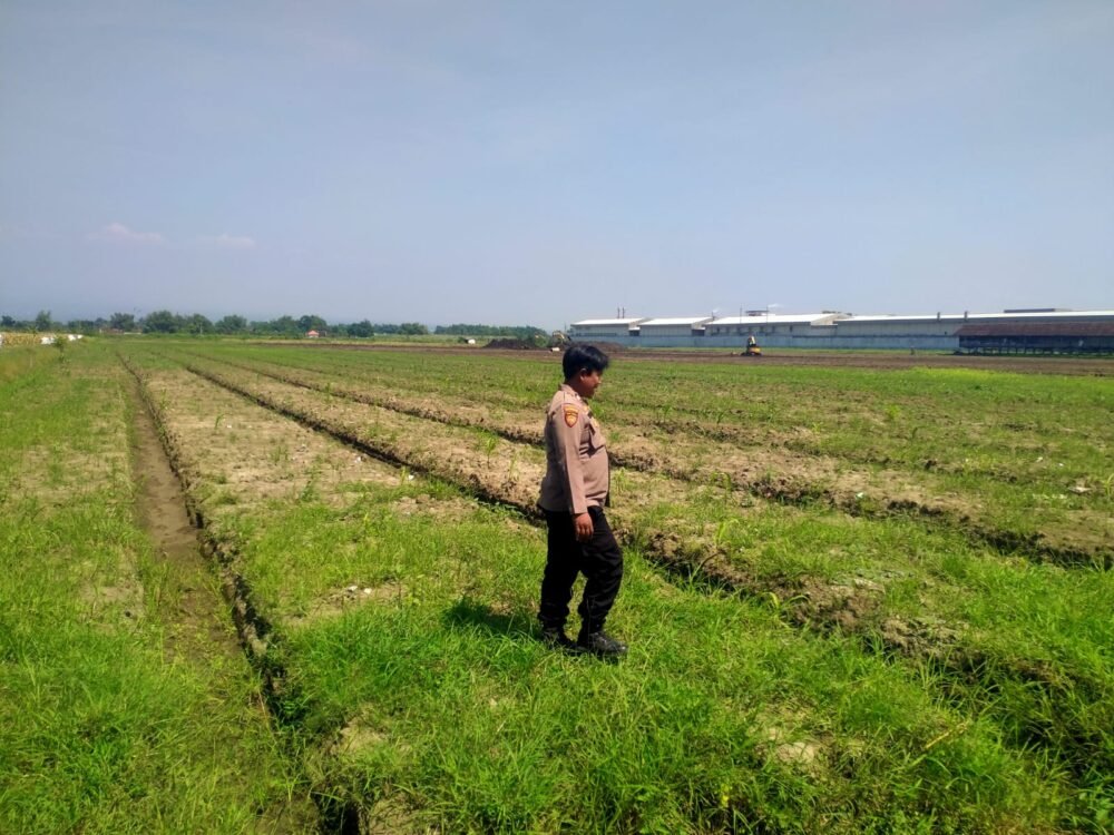 Polsek Prambon Tinjau Persiapan Lahan Jagung, Perkuat Program Swasembada Pangan di Sidoarjo