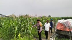 Bhabinkamtibmas Desa Gamping Pantau Pertumbuhan Jagung, Dukung Program Ketahanan Pangan