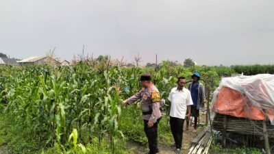 Bhabinkamtibmas Desa Gamping Pantau Pertumbuhan Jagung, Dukung Program Ketahanan Pangan