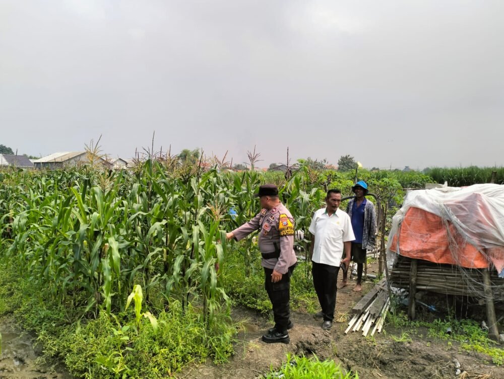 Bhabinkamtibmas Desa Gamping Pantau Pertumbuhan Jagung, Dukung Program Ketahanan Pangan