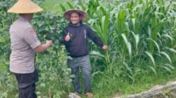 Polsek Tulangan Dukung Ketahanan Pangan Melalui Monitoring Lahan Jagung Tumpang Sari di Desa Gelang