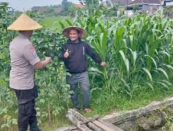 Polsek Tulangan Dukung Ketahanan Pangan Melalui Monitoring Lahan Jagung Tumpang Sari di Desa Gelang