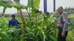 Bhabinkamtibmas Polsek Waru Pantau Pertumbuhan Jagung di Bungurasih, Dukung Swasembada Pangan Nasional