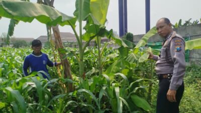 Bhabinkamtibmas Polsek Waru Pantau Pertumbuhan Jagung di Bungurasih, Dukung Swasembada Pangan Nasional