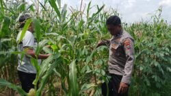 Polsek Tulangan Cek Tanaman Jagung di Desa Kemantren, Wujudkan Swasembada Pangan