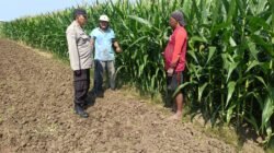 Polisi Pantau Perkembangan Tanaman Jagung, Dukung Program Ketahanan Pangan