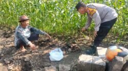 Polsek Sedati Dampingi Perawatan Jagung Pekarangan di Desa Buncitan untuk Dukung Swasembada Pangan