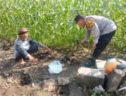 Polsek Sedati Dampingi Perawatan Jagung Pekarangan di Desa Buncitan untuk Dukung Swasembada Pangan