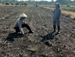 Polsek Taman Pantau Perkembangan Tanaman Jagung