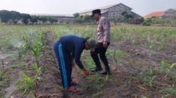 Polsek Sidoarjo Kota Intensif Dampingi Petani Jagung, Sukseskan Swasembada Pangan Nasional