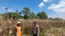Polisi Pantau Pertumbuhan Jagung, Dukung Ketahanan Pangan di Kecamatan Prambon