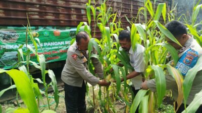 Polsek Waru Pantau Pertumbuhan Jagung di Desa Pepelegi untuk Swasembada Pangan