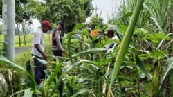 Cek Perkembangan Jagung, Polsek Krian Dukung Swasembada Pangan