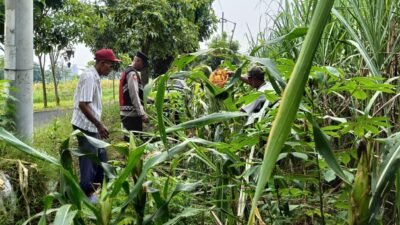 Cek Perkembangan Jagung, Polsek Krian Dukung Swasembada Pangan