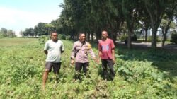 Polsek Sidoarjo Kota Pantau Perkembangan Lahan Jagung Desa Lebo Dukung Swasembada Pangan