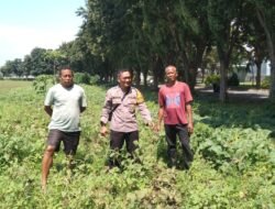 Polsek Sidoarjo Kota Pantau Perkembangan Lahan Jagung Desa Lebo Dukung Swasembada Pangan
