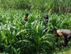 Polisi dan Petani Tingkatkan Program Swasembada Jagung, Pantau Lahan Jagung Desa Kedungsukodani