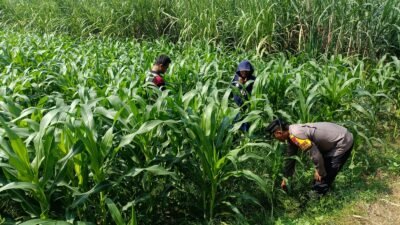 Anggota Polsek Balongbendo saat meninjau dan memantau perkembangan tanaman jagung hibrida di Desa Kedungsukodani