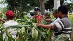 Anggota Polsek Krian saat melaksanakan kegiatan pemantauan perkembangan tanaman jagung di lahan pertanian Desa Kraton