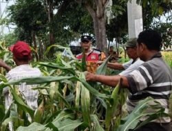 Anggota Polsek Krian Optimalkan Pertumbuhan Jagung untuk Ketahanan Pangan