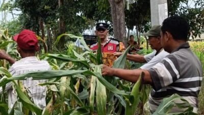 Anggota Polsek Krian Optimalkan Pertumbuhan Jagung untuk Ketahanan Pangan