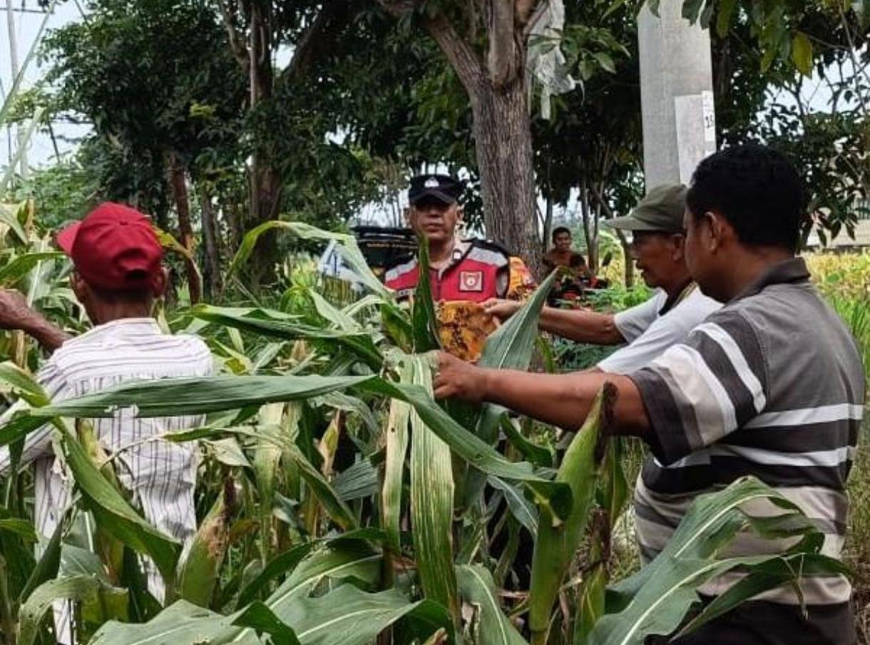 Anggota Polsek Krian saat melaksanakan kegiatan pemantauan perkembangan tanaman jagung di lahan pertanian Desa Kraton