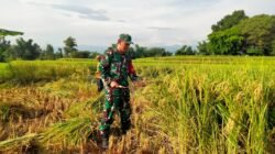 Koramil Wonomerto Dampingi Proses Panen Padi Petani Wilayah Binaan