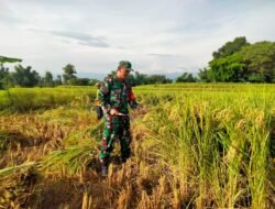 Koramil Wonomerto Dampingi Proses Panen Padi Petani Wilayah Binaan