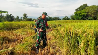 Koramil Wonomerto Dampingi Proses Panen Padi Petani Wilayah Binaan