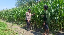 Bhabinkamtibmas Polsek Candi saat memantau perkembangan tanaman jagung di Desa Durungbedug (Foto Istimewa)