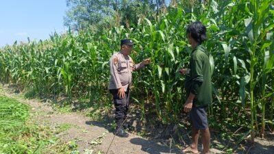 Bhabinkamtibmas Polsek Candi saat memantau perkembangan tanaman jagung di Desa Durungbedug (Foto Istimewa)