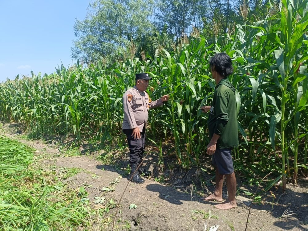 Bhabinkamtibmas Polsek Candi saat memantau perkembangan tanaman jagung di Desa Durungbedug (Foto Istimewa)