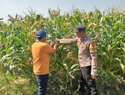 Jalin Kedekatan dengan Petani, Anggota Polsek Tarik Patroli dan Pantau Lahan Jagung untuk Ketahanan Pangan