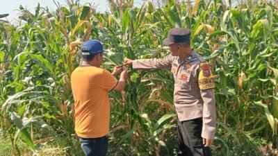 Jalin Kedekatan dengan Petani, Anggota Polsek Tarik Patroli dan Pantau Lahan Jagung untuk Ketahanan Pangan