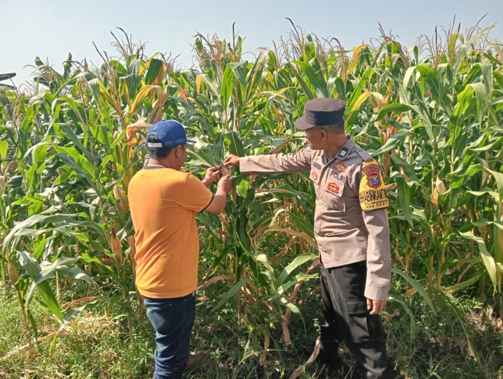 Anggota patroli Polsek Tarik Polresta saat melaksanakan pemantauan dan pengecekan perkembangan tanaman jagung (Foto Istimewa)