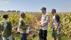 Bhabinkamtibmas Desa Bulang, Polsek Prambon, saat melaksanakan pemantauan perkembangan tanaman jagung di wilayah Desa Bulang (Foto Istimewa)