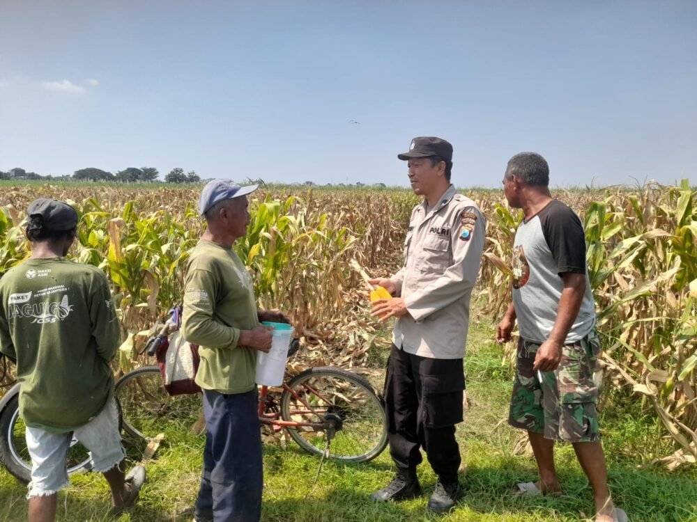 Bhabinkamtibmas Desa Bulang, Polsek Prambon, saat melaksanakan pemantauan perkembangan tanaman jagung di wilayah Desa Bulang (Foto Istimewa)