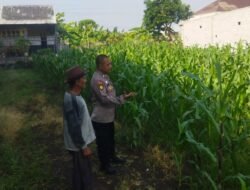 Polsek Sedati Dampingi Perawatan Jagung di Pekarangan Warga Desa Buncitan