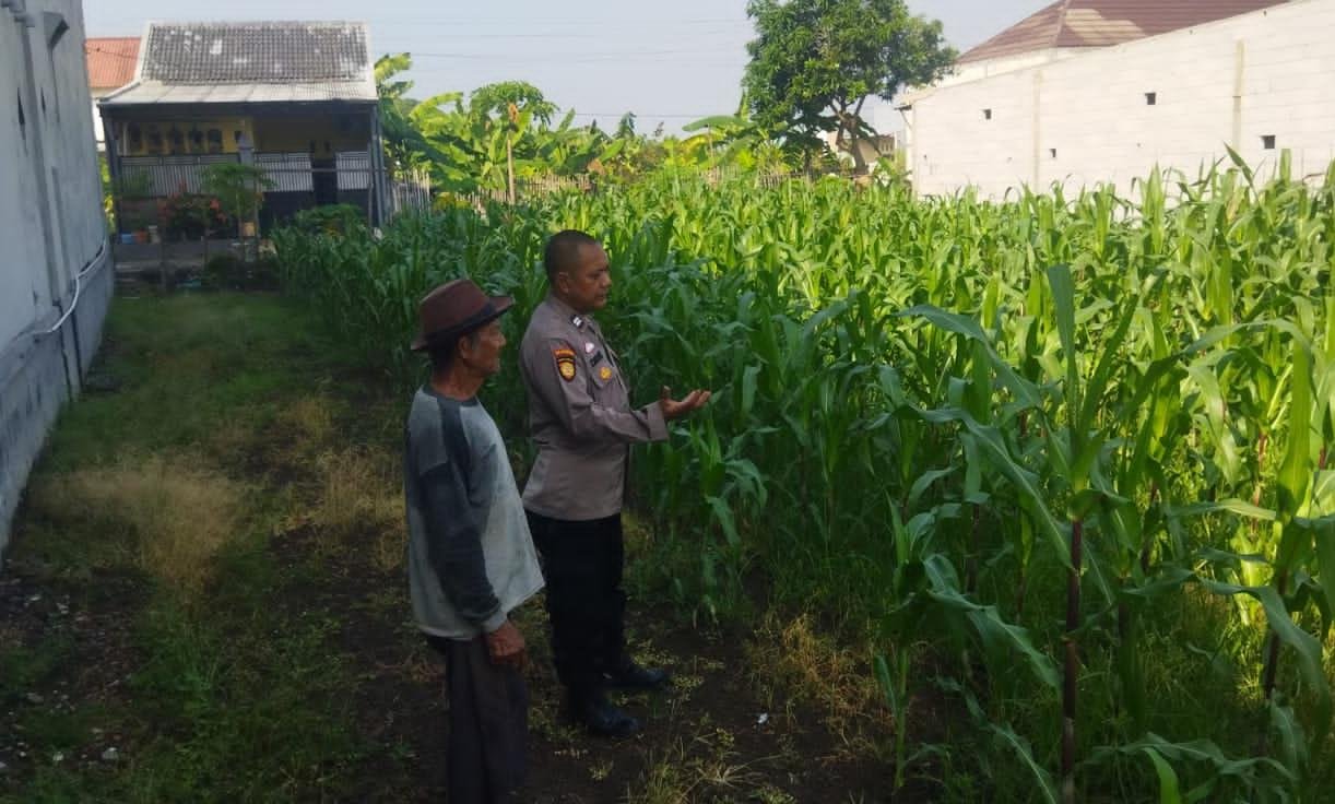Polsek Sedati saat Perawatan Jagung di Pekarangan Warga Desa Buncitan (Foto Istimewa)