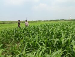 Maksimalkan Hasil Panen, Bhabinkamtibmas Polsek Wonoayu dan Petani Pantau Perkembangan Tanaman Jagung