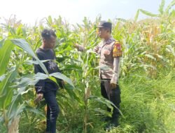Polsek Tarik bareng Petani Kelola Lahan Jagung Wujudkan Swasembada Pangan