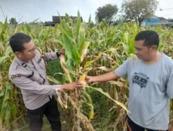 Polsek Prambon Dampingi Petani Guna Sukseskan Program Ketahanan Pangan