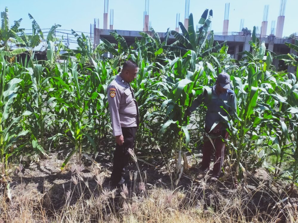 Tingkatkan Swasembada Pangan, Polsek Sedati Dampingi Pengembangan Lahan Jagung