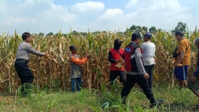 Kompak Wujudkan Swasembada Pangan, Polisi dan Petani di Balongbendo Kelola Tanaman Jagung