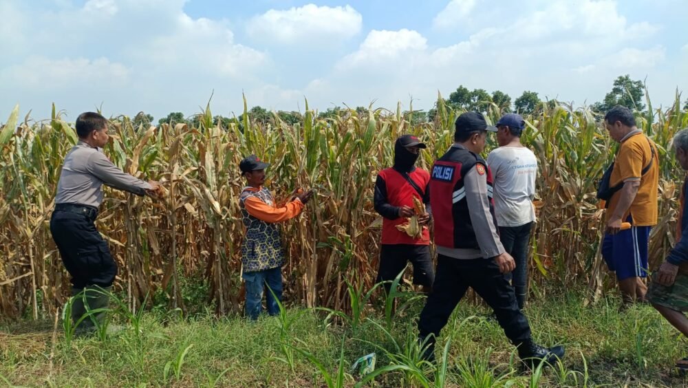 Kompak Wujudkan Swasembada Pangan, Polisi dan Petani di Balongbendo Kelola Tanaman Jagung