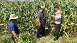 Kolaborasi Polisi dengan Petani Rawat Tanaman Jagung untuk Swasembada Pangan