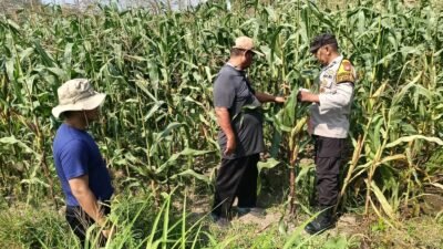 Kolaborasi Polisi dengan Petani Rawat Tanaman Jagung untuk Swasembada Pangan