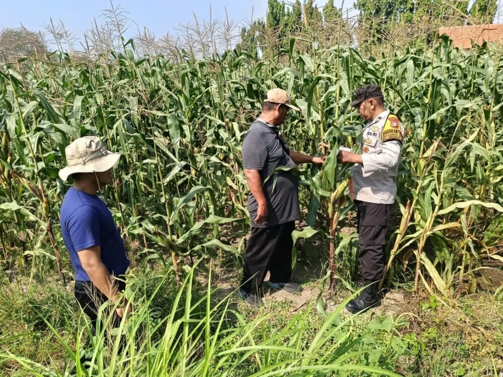 Kolaborasi Polisi dengan Petani Rawat Tanaman Jagung untuk Swasembada Pangan